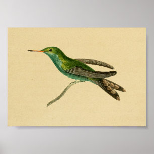 Vintage-Druck Kolibri Türkis 1830 Poster