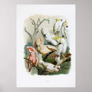 Vintage Drucksammlung 1848 des Papageien Poster