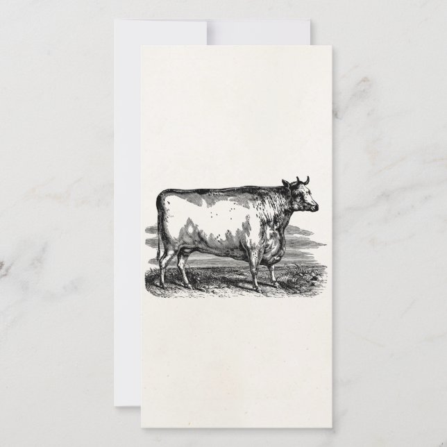 Vintage Durham Cow Bull Personalisiert Illustratio (Vorderseite)