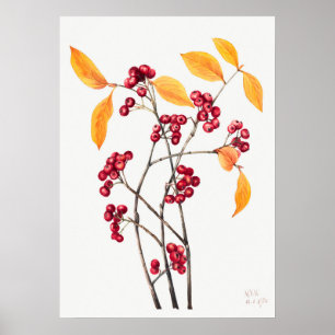 Vintage-Ebereschen-Illustration Poster