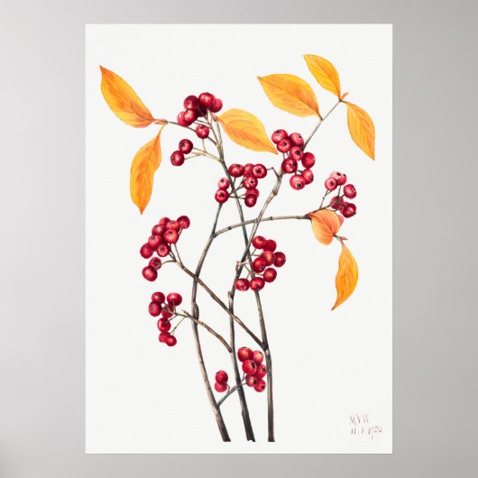 Vintage-Ebereschen-Illustration Poster (Vorne)