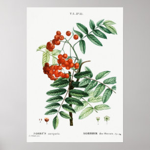 Vintage-Ebereschen-Illustration Poster