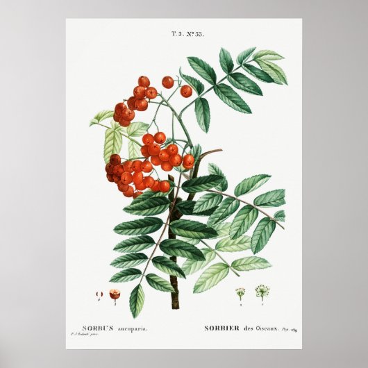 Vintage-Ebereschen-Illustration Poster (Vorne)