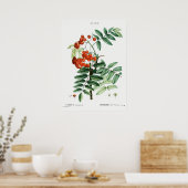 Vintage-Ebereschen-Illustration Poster (Küche)