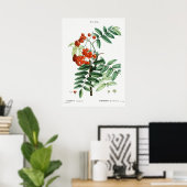 Vintage-Ebereschen-Illustration Poster (Heimbüro)