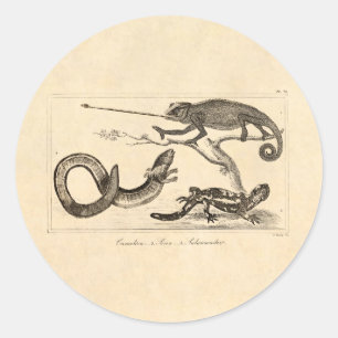 Vintage Echsen Chamäleon Salamander Illustration Runder Aufkleber