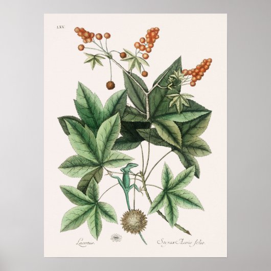 Vintage-Echsen-Illustration Poster (Vorne)