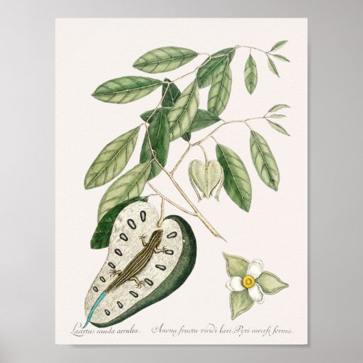 Vintage-Echsen-Illustration Poster (Vorne)