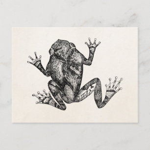 Vintage Eichhörnchen Baum Kröte - Reptil Frosch Vo Postkarte