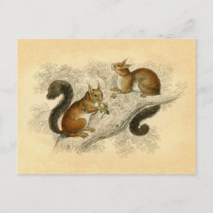 Vintage Eichhörnchen Druck Postkarte
