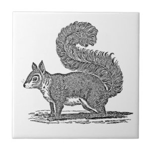 Vintage Eichhörnchen-Illustration - Eichhörnchen a Fliese