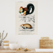 Vintage Eichhörnchen-Illustration Poster (Küche)