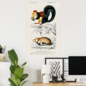 Vintage Eichhörnchen-Illustration Poster (Heimbüro)