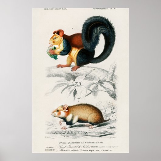 Vintage Eichhörnchen-Illustration Poster (Vorne)
