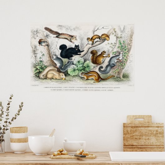 Vintage Eichhörnchen-Illustration Poster (Küche)