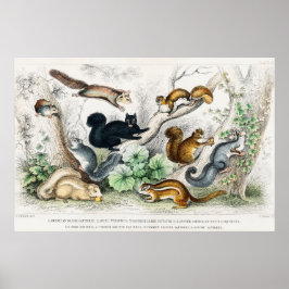 Vintage Eichhörnchen-Illustration Poster