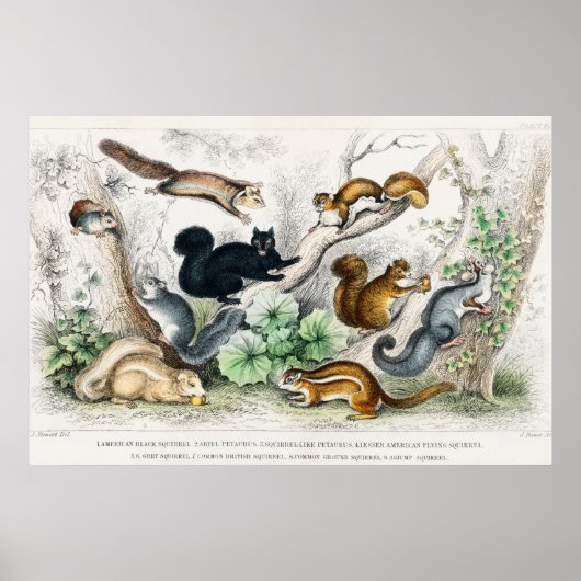 Vintage Eichhörnchen-Illustration Poster (Vorne)