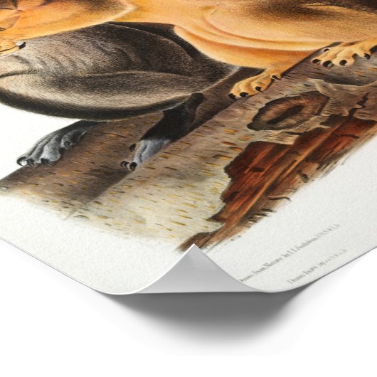 Vintage Eichhörnchen-Illustration Poster (Ecke)