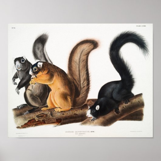 Vintage Eichhörnchen-Illustration Poster (Vorne)