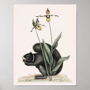 Vintage Eichhörnchen-Illustration Poster