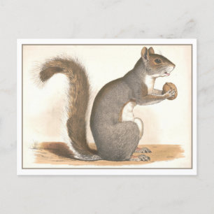 Vintage Eichhörnchen-Illustration Postkarte