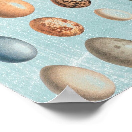 Vintage Eier Poster (Ecke)