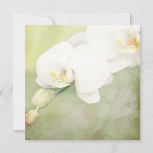 Vintage Einladungen zur weißen Orchideenhochzeit (Rückseite)