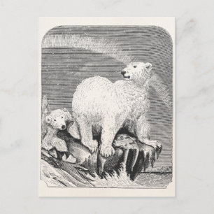 Vintage-Eisbar-Illustration aus dem 19. Jahrhunder Postkarte