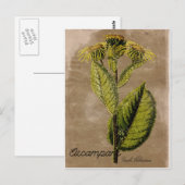 Vintage Elecampan Postcard Postkarte (Vorne/Hinten)