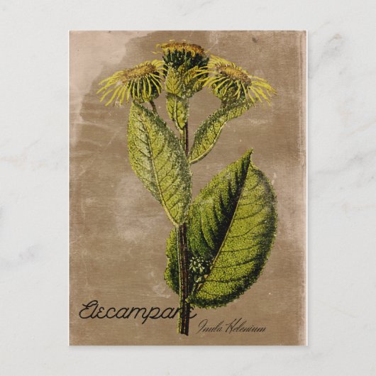 Vintage Elecampan Postcard Postkarte (Vorderseite)