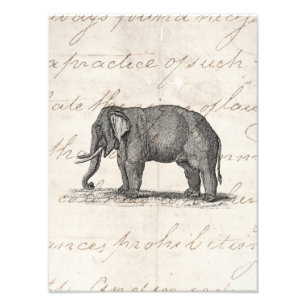 Vintage Elephant Illustration der 1800er Jahre - E Fotodruck