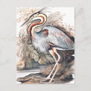 Vintage Elizabeth Gwillim Purpurreiher Postkarte