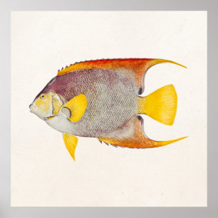 Vintage Engels-Fisch-Antiken-hawaiische Poster