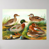 Vintage Enten am Teich 3 Poster (Vorne)