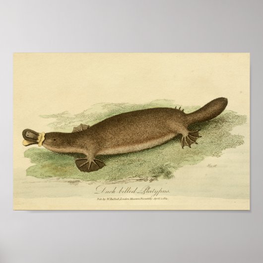 Vintage Enten - geblätterte Platypus - Naturgeschi Poster (Vorne)
