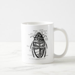 Vintage Entomologie Hydrophilidae Aaskäfer Kaffeetasse