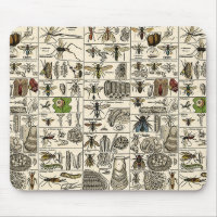 Vintage Entomologie