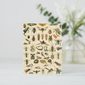 Vintage Entomologie Postkarte (Stehend Vorderseite)