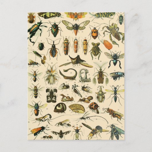 Vintage Entomologie Postkarte (Vorderseite)