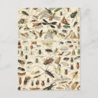 Vintage Entomologie Postkarte
