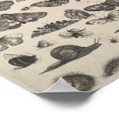 Vintage Entomology Lepidoptera Insects Poster (Ecke)