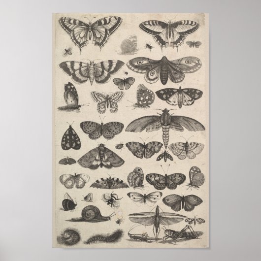 Vintage Entomology Lepidoptera Insects Poster (Vorne)