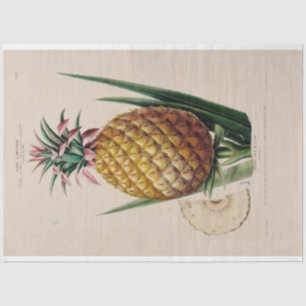 Vintage Ephemera-Ananas Seidenpapier