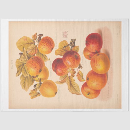 Vintage Ephemera Dekoupage Herbstäpfel Seidenpapier (Vorderseite)