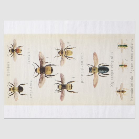 Vintage Ephemera Script Bee Decoupage Seidenpapier (Vorderseite)