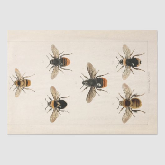 Vintage Ephemera Script Bee Decoupage Seidenpapier (Vorderseite)