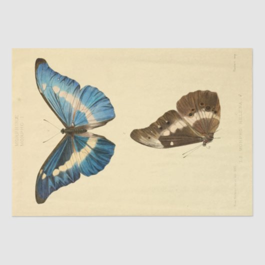 Vintage Ephemera Script Blue Butterfly Decoupage Seidenpapier (Vorderseite)