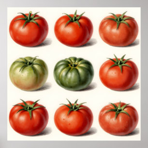 Vintage-Erbstück-Tomaten-Sorte Botanisches Gitter Poster