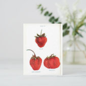 Vintage Erdbeere Botanische Schrift Postkarte (Stehend Vorderseite)