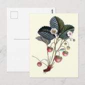 Vintage Erdbeere Frucht Pflanze mit Blätter Postkarte (Vorne/Hinten)